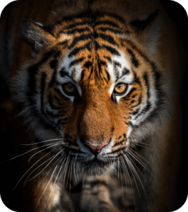 Tiger.png